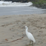 Seabright Beach