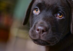 black lab